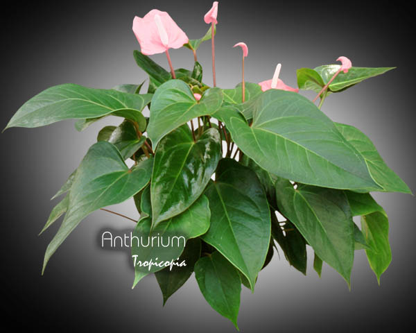 Anthurium - Anthurium X - Langue de feu, Flamant rose - Wax flower, Tailflower